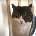 薬を塗られて不機嫌に…テンションだだ下がりな猫さんたち