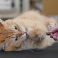 猫が大好きな「マタタビ」！子猫への与え方や適正な量など、正しい与え方…