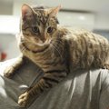 猫が飼い主の身体をよじ登る心理３つ