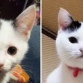 子猫から成猫へ…『顔つきの変化』を追ってみた結果→想定外すぎる衝撃…