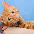 猫の『治らない病気』とは？注意したい５つの病気と予防策