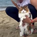 初めての海！パタヤ旅行を楽しむ猫ちゃん♡