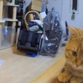 専用カメラを使って猫ちゃん達のお留守番を観察！