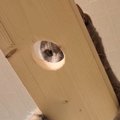 猫が歩く空中の通路に『小さな穴をあけてみた』結果…想像以上に可愛すぎる…