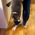 抱っこしていた猫を床に下ろすと…まるで液体のような『驚きの光景』に笑う…