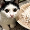 アイラインを引いているように見える猫→『目を閉じる』と……まさかの『…