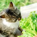 猫に絶対与えてはいけない『危険な夏野菜』4選　逆に食べてOKなものも…