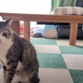 大好きなコタツの布団を片付けたら…猫ちゃんたちはどうする！？