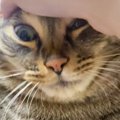 ポテトを食べようとしたら、猫がやって来て……爆笑必至の『攻防戦の様…