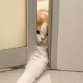どうしても一緒に『お風呂に入りたい猫』→ドアの隙間から…必死な様子に「…