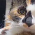 カメラを見たまま固まっていた猫たち→『動いて』と声をかけたら…まさかの…