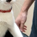 動物病院に連れてこられた猫…キャリーバッグを開けた瞬間の『100点満点の…
