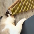 壁際にある『ウインドチャイム』を見つめる猫→触れてみると……まさかの…
