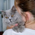 愛猫を最期まで見守るために…知っておきたい『老猫ホーム』のこと　ど…