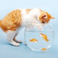 水槽を監視する猫たち14選！気になる心理とは…