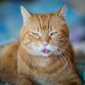 猫が嫌いな５つの物！苦手を知ってストレスを避けよう