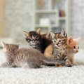 猫という生き物を知るための『5つの豆知識』猫の学術名、知っています…