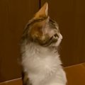 朝の『4時44分』に目が覚めて…目の前を見た結果→衝撃的な『猫の様子』が22…