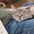 『心が満たされている猫』だけが見せる幸せサイン4選　こんな姿が見られた…