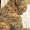座っている猫の『背中』を見ると……飼い主さんが思わず爆笑した『まさかす…