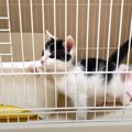 『ケージから出たがっている子猫』→扉が開くと……想像以上の動きに「よ…