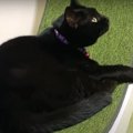 やっと…！猫用回し車に乗ることが出来た黒猫ちゃん♪