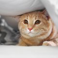 そのサイン、スルーしないで！猫が「不安」を感じているときに見せる4…