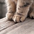 猫は右利き？左利き？自宅で実験してみた！