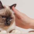 愛猫の『耳が熱い』ときの3つの原因　気になるときは病気を疑うべき？