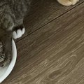 一緒にごはんを食べていた２匹の猫→体が重なっていて……思わず二度見す…