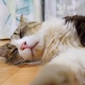 すっかり甘えん坊に成長♪猫ちゃんモフリ放題開催中