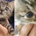 愛猫を亡くし悲しみに暮れた日々。2匹の子猫との出会いで生活に光が。…