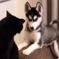 近づいてきたハスキーの子犬→猫が『連続パンチ』を繰り出すと…思わず…