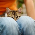 愛猫があなたの『ひざに乗りたくなる』ときの心理3選　ひざ乗り猫にな…