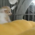 夜中に子猫が鳴いていたら、いっしょに暮らす犬が……『驚きの光景』が247万…