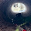 トンネルの向こう側にいる猫→おもちゃで誘い出した結果…まさかの『可…