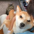 猫は大好きなママが『柴犬を抱っこ』していたら…面白すぎる『視線』に…