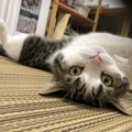 猫が構ってほしいときに見せる仕草5つ