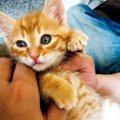 飼い主を起こす「猫目覚まし」８つの起こし方