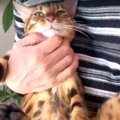 飼い主さんの実家のお父さんがやってきた！猫吸いされて怒ってしまう…