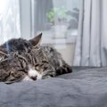 猫を飼うなら知っておくべき『終生飼養』5つの約束　飼い主に必要な責任や…