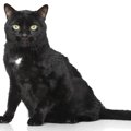 猫の『エンジェルマーク』を知っていますか？黒猫たちの命を守った、…