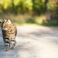 猫が迷子になった時の探し方や連絡する場所