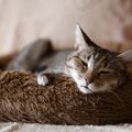 猫を長生きさせる『寝床』の条件5つ　快適な睡眠に欠かせないこととは？