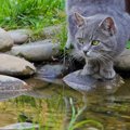 猫はなぜあんなにも「水が嫌い」？2つの理由　なかには泳ぎが得意な猫…
