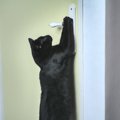 猫が『ドアを開けようとする』4つの理由　考えられる目的やトラブルを…