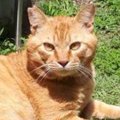 外で暮らしていた目つきの鋭い野良猫→保護された現在…激変ビフォーアフタ…