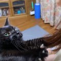 黒猫が『遅い時間に帰ってきた飼い主』を見たら……思わず悶絶の光景が3…