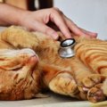 大丈夫？猫が白目をむく原因４つ