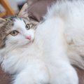 モフモフで人気の『長毛猫種』4選　それぞれの特徴やお世話のポイントもご…